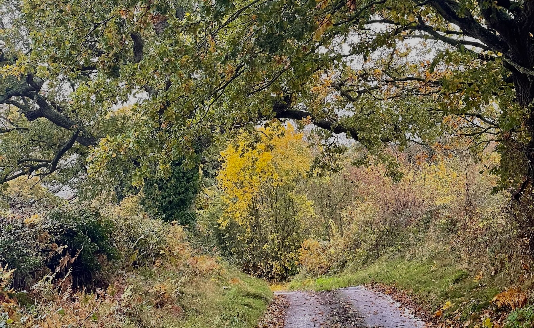 A country road with trees and leaves.
