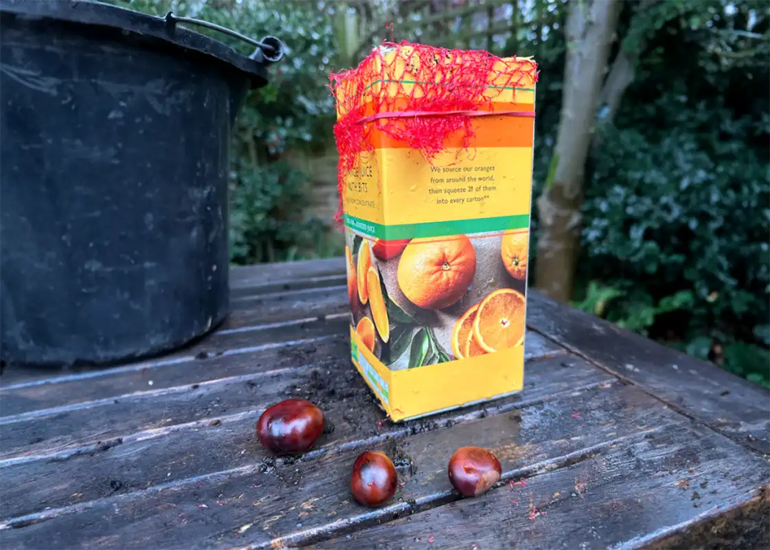Growing a conker seed in a recycled orange carton