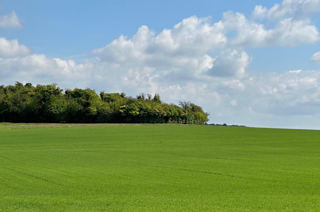 Green Field with a group of trees under a bright Blue Sky