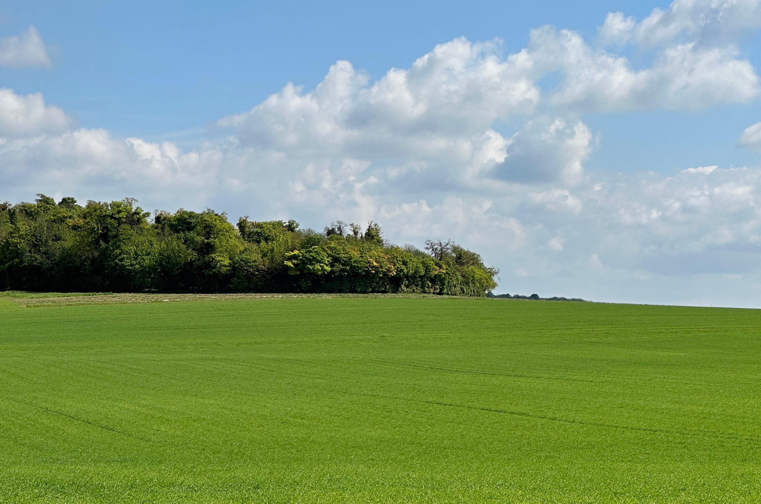 Green Field with a group of trees under a bright Blue Sky